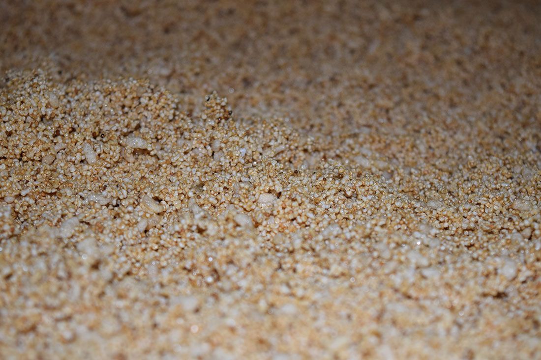 beneficios del amaranto